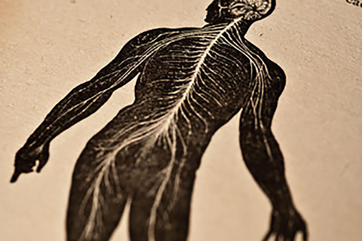 marysia-pstrokonska-anatomy-2