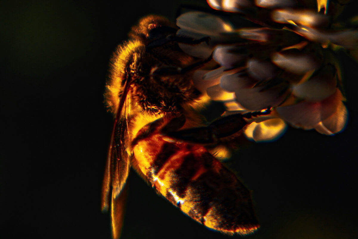 marysiapstrokonska-10