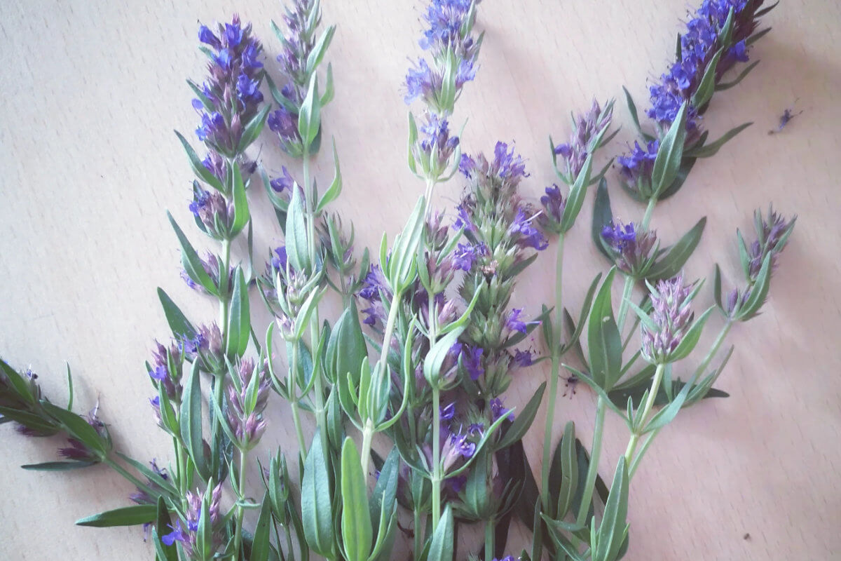 marysiapstrokonska-26