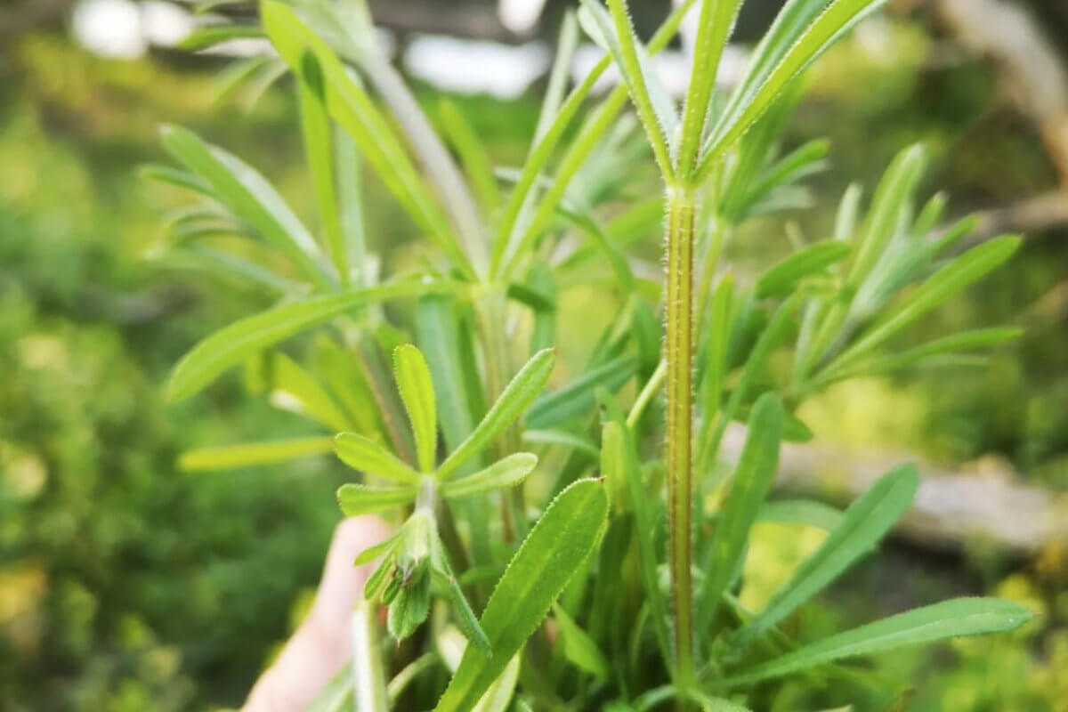 marysiapstrokonska-7