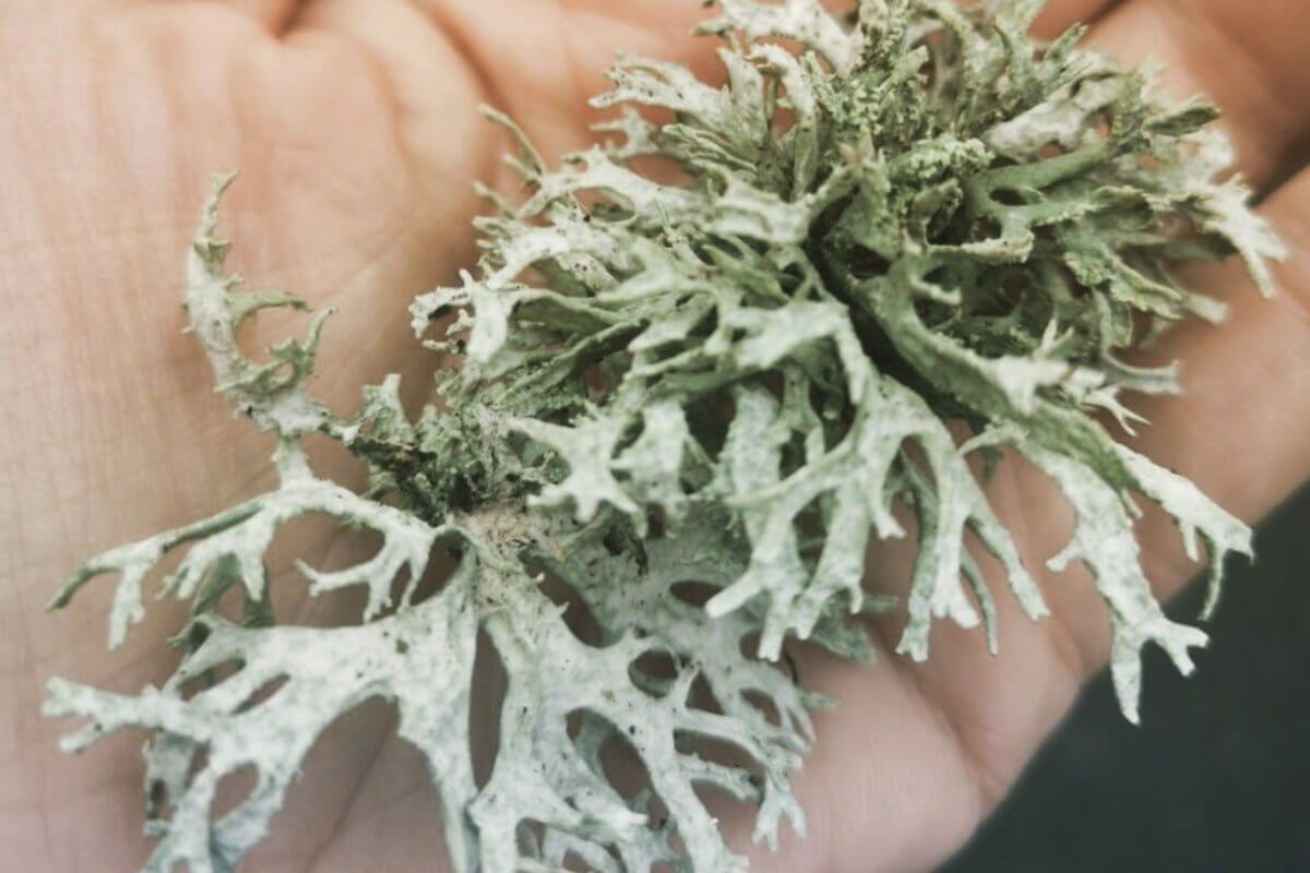 marysiapstrokonska-5